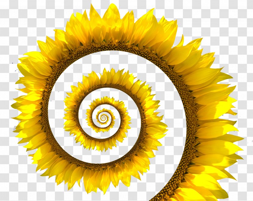 Common Sunflower Spiral Stock Photography Seed White Transparent PNG