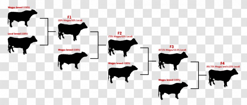 Angus Cattle Brahman Calf Hereford Ox - Meat Transparent PNG