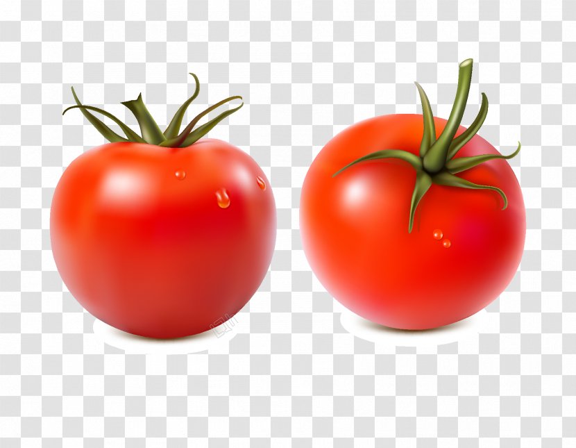 Plum Tomato Vegetable Vector Graphics Food - Cherry Tomatoes - Ingredients Watercolor Transparent PNG