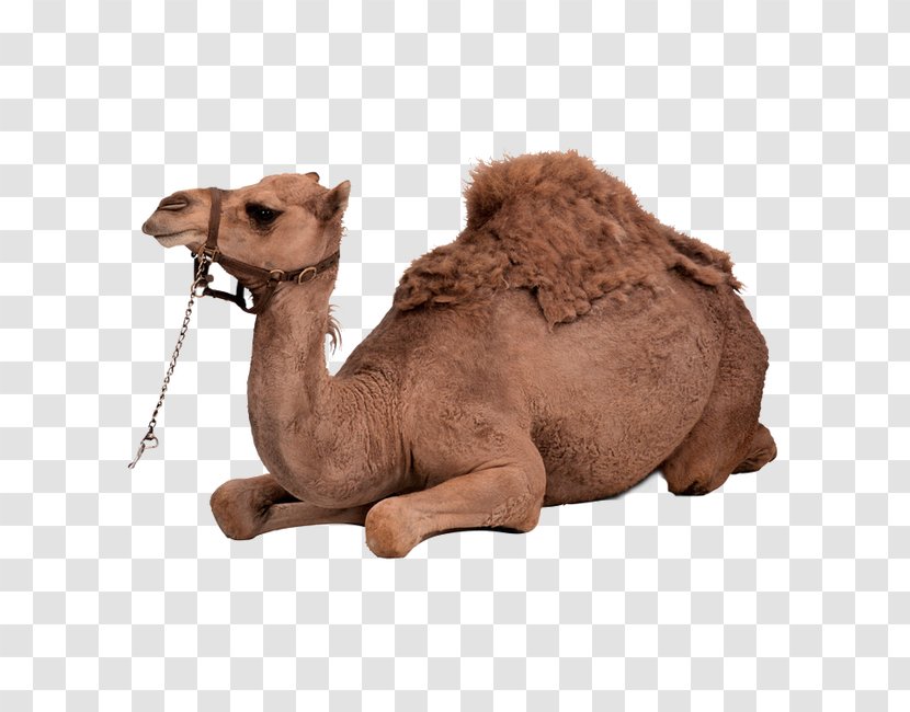 Dromedary Bactrian Camel Clip Art - Display Resolution - Tummy Transparent PNG