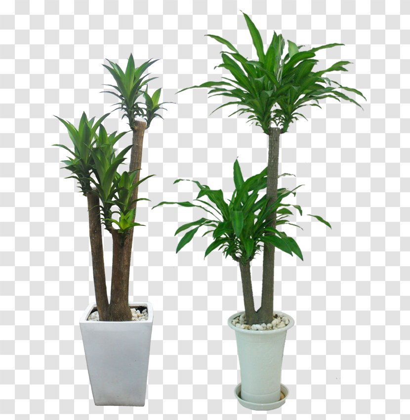 Dracaena Fragrans Ornamental Plant Tree Leaf Office - Bonsai Transparent PNG