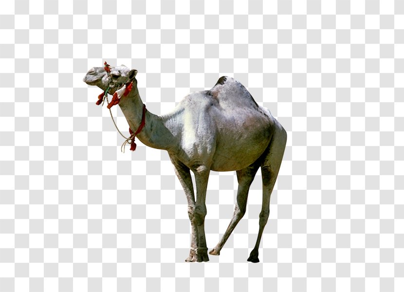 Dromedary Camelids Yandex Search - Camels Transparent PNG