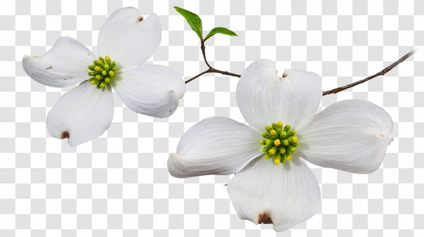 Flowering Dogwood Blossom Clip Art Image - Cut Flowers - Vision Board Pictures And Quotes Transparent PNG