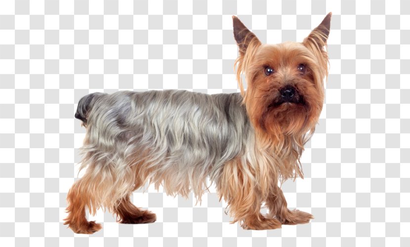 Yorkshire Terrier Australian Silky Cairn Norwich - Small - Yorkie Transparent PNG