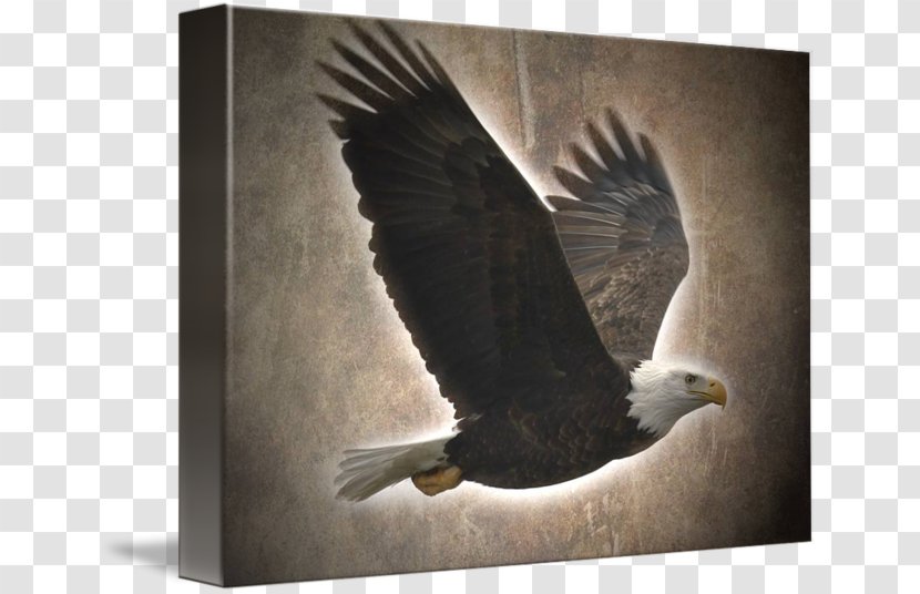 Bald Eagle Gallery Wrap Vulture Canvas Beak - Photography - Flying Transparent PNG