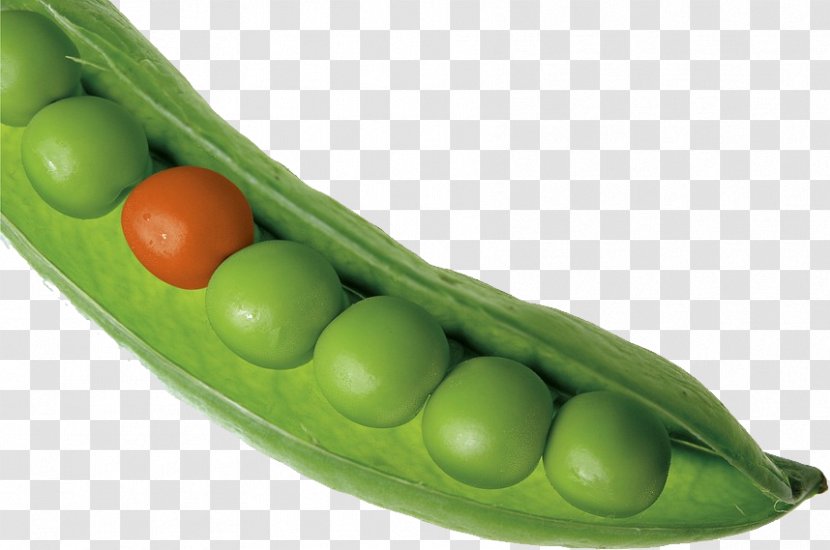 Business Product Service Marketing Leadership - Natural Foods - Pea Transparent PNG
