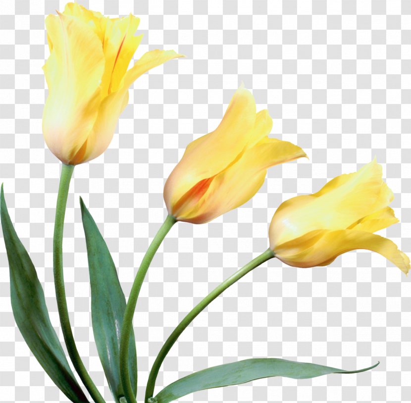 Tulip Cut Flowers Yellow Transparent PNG