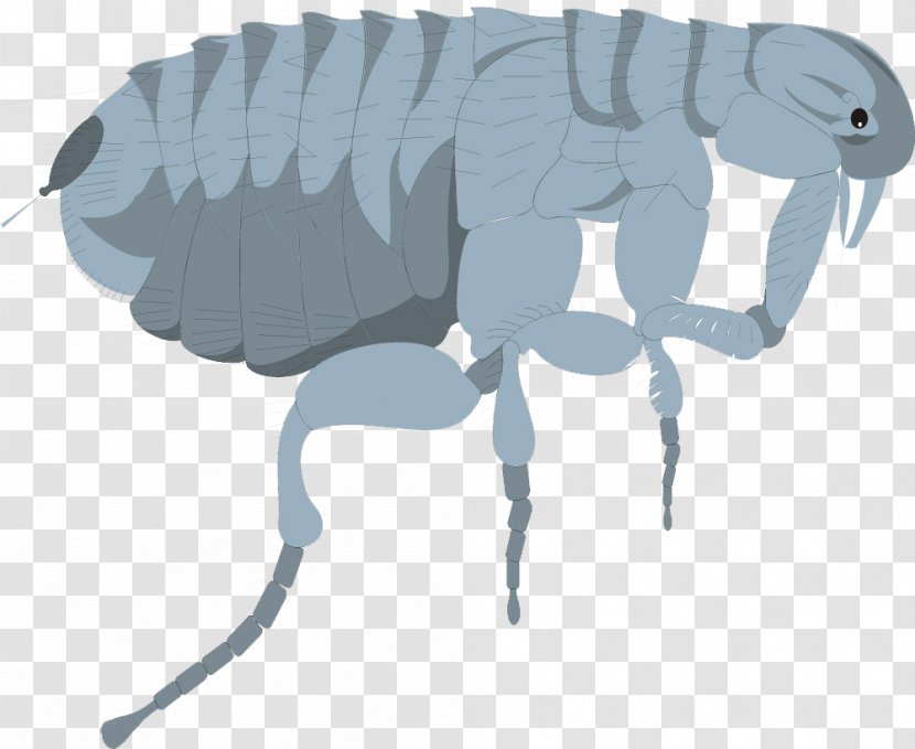 Insect Dog Mosquito Flea Cockroach - Fauna - Painting Transparent PNG