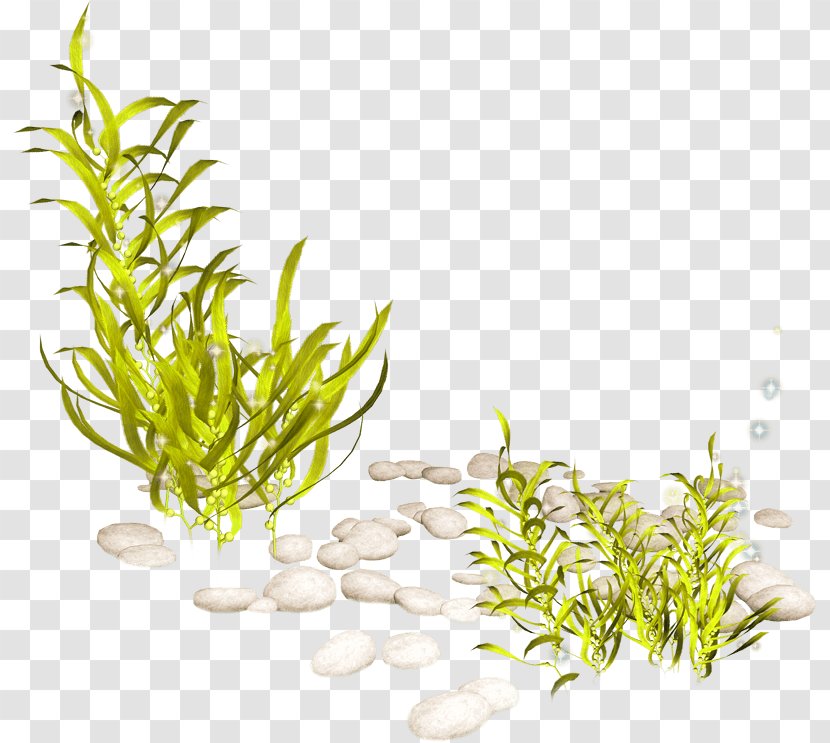 Aquatic Plants Clip Art Seaweed - Rock Samphire - Clipart Fish Transparent PNG
