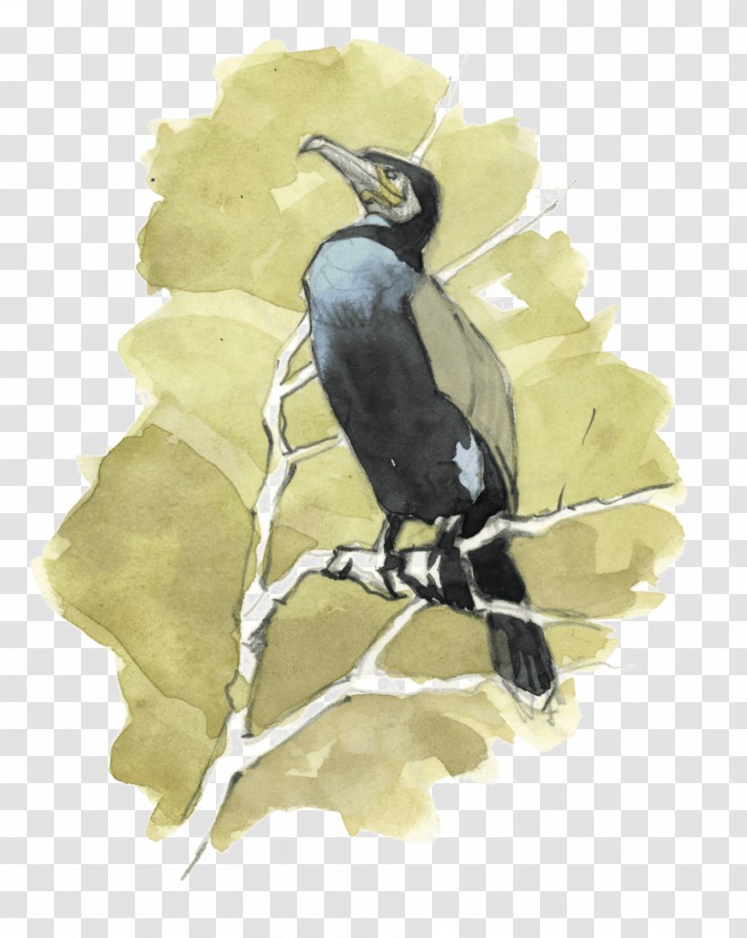 Beak Bird Fauna Hornbill - Crow Like - Grand Master Transparent PNG