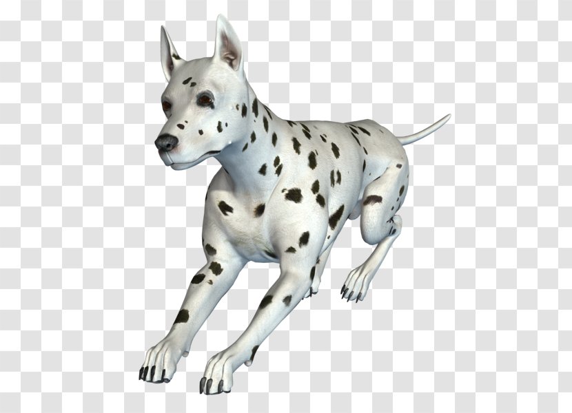 Dalmatian Dog Breed Painting Vector Graphics - Carnivore - Streamer Transparent PNG