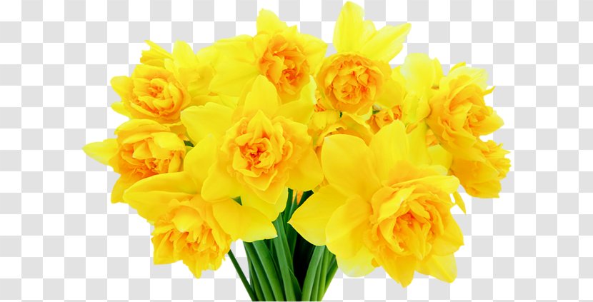 Windows Thumbnail Cache Clip Art - Daffodil - Jonquille Transparent PNG