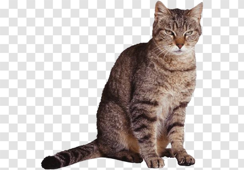 Scottish Fold Your Talking Cat Kitten Cougar Felidae - Mammal - Gray Transparent PNG