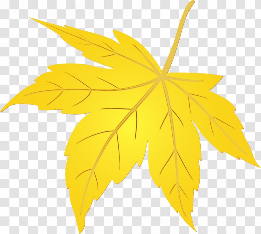 Maple Leaf - Sweet Gum Plane Transparent PNG