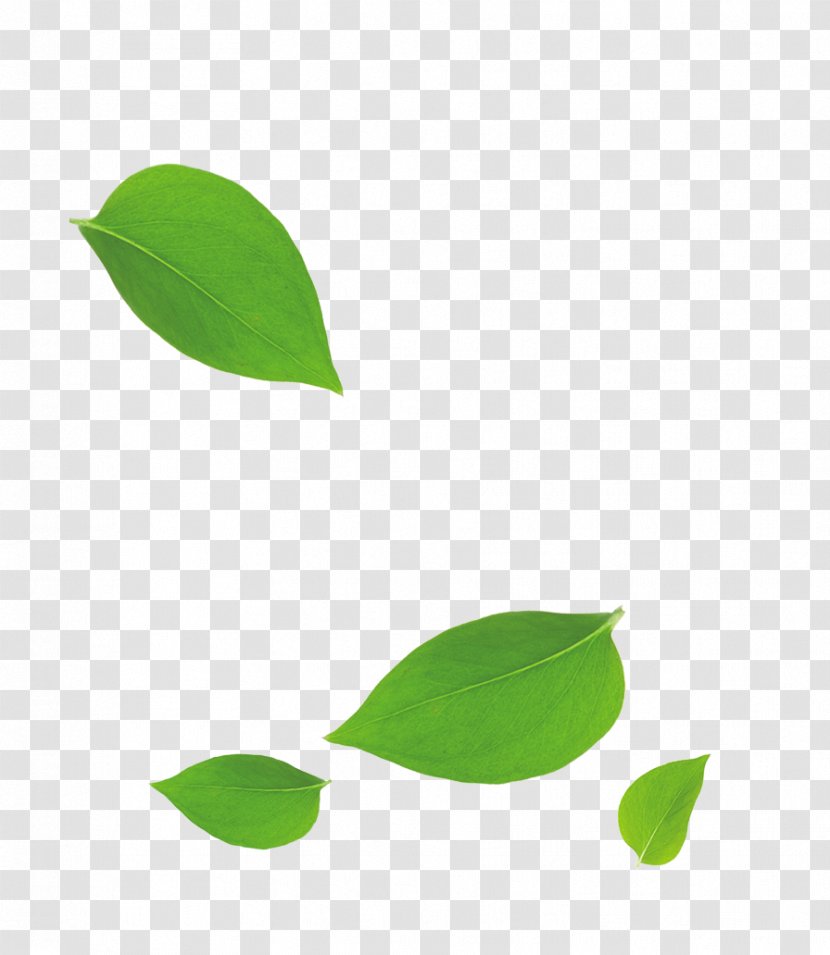 Leaf Bamboo - Grass - Green Leaves Falling Floating Material Transparent PNG