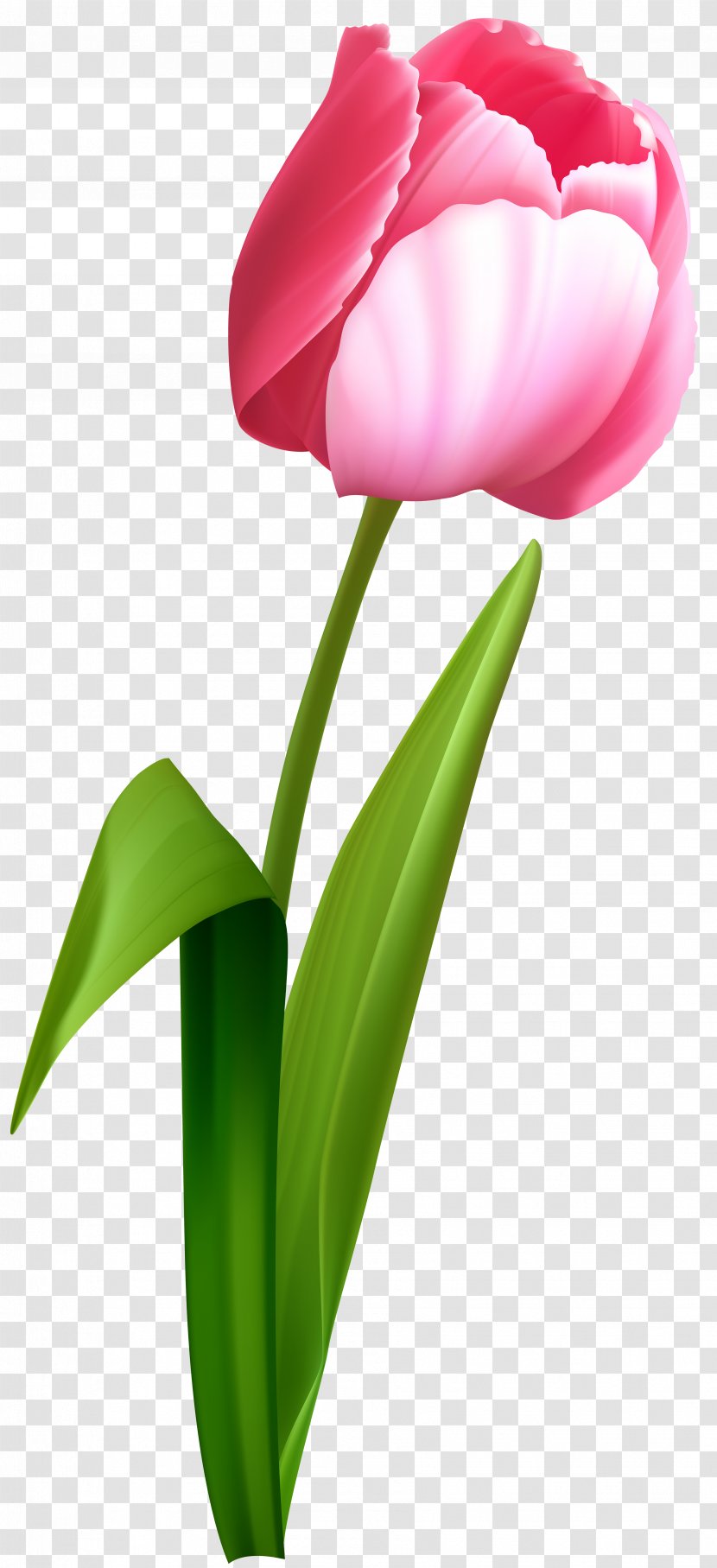 Tulip Desktop Wallpaper Flower Clip Art - Seed Plant - Pink Flowers Transparent PNG