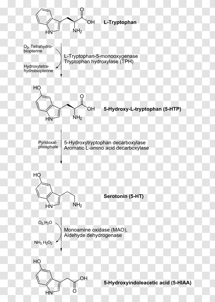 Aromatic L-amino Acid Decarboxylase Inhibitor Levodopa Decarboxylation Carboxy-lyases - Carboxylyases Transparent PNG