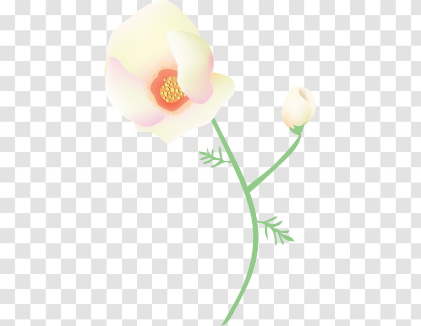 Moth Orchids Desktop Wallpaper Rosaceae Rose Computer - Pink M Transparent PNG