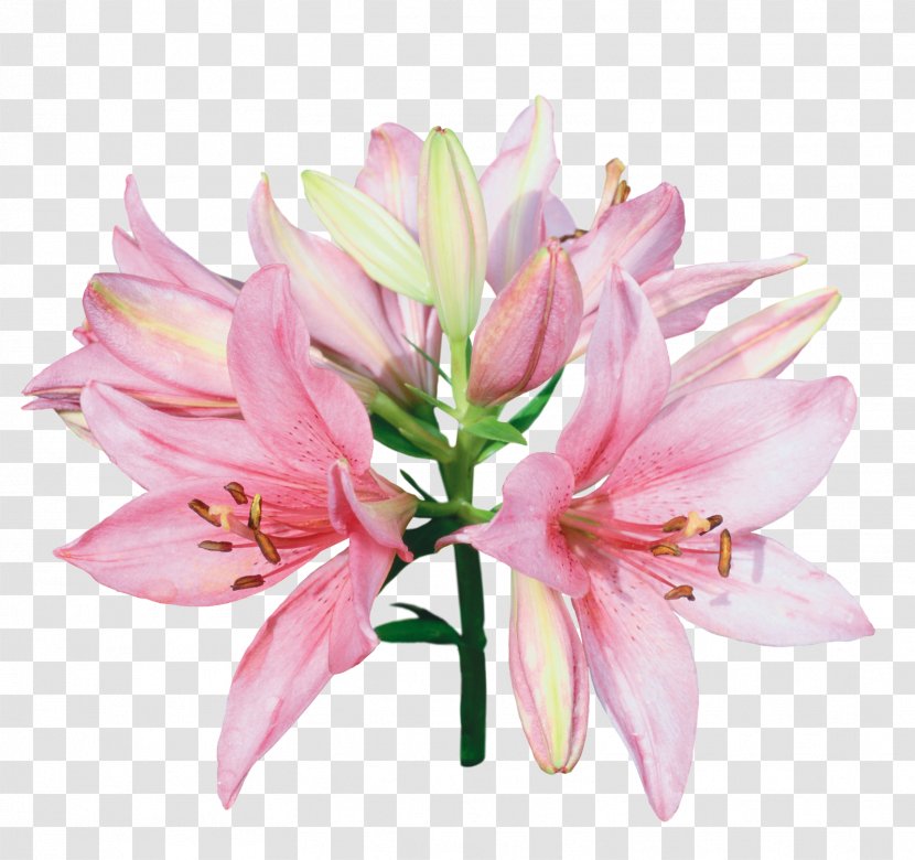 Tiger Lily Lilium Bulbiferum Desktop Wallpaper Flower - Flowering Plant Transparent PNG