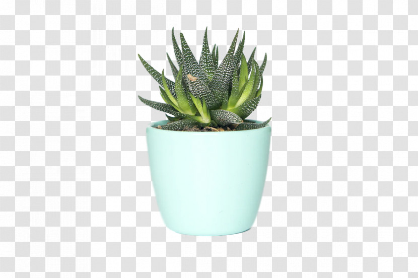 Succulent Plant Plants Agave Asphodelaceae Flowerpot Transparent PNG