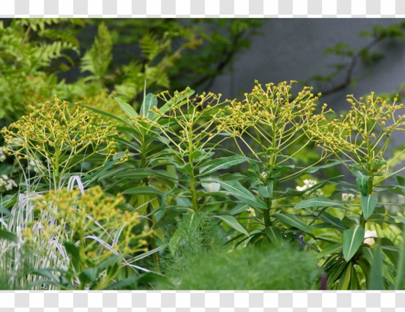 Subshrub Tree Herb - Ulmus Minor Transparent PNG
