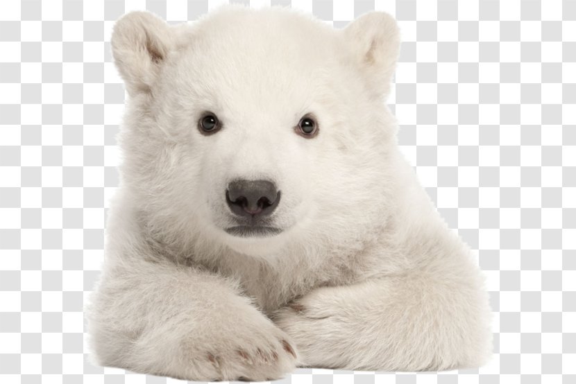 Polar Bear My First Baby Animals Words Let's Get Talking Infant Transparent PNG