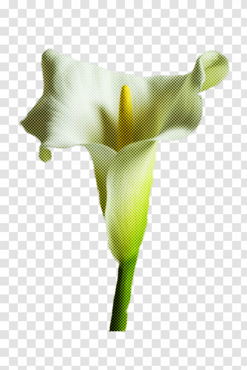 Arum White Green Yellow Flower Transparent PNG