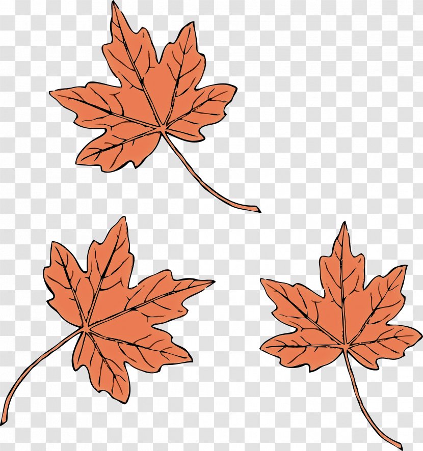 Maple Leaf - Orange - Flowering Plant Transparent PNG