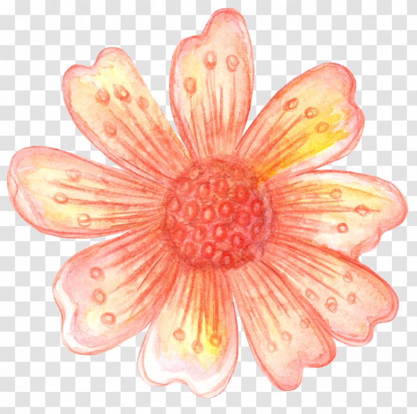 Flower Petal Transvaal Daisy Adobe Photoshop Transparent PNG