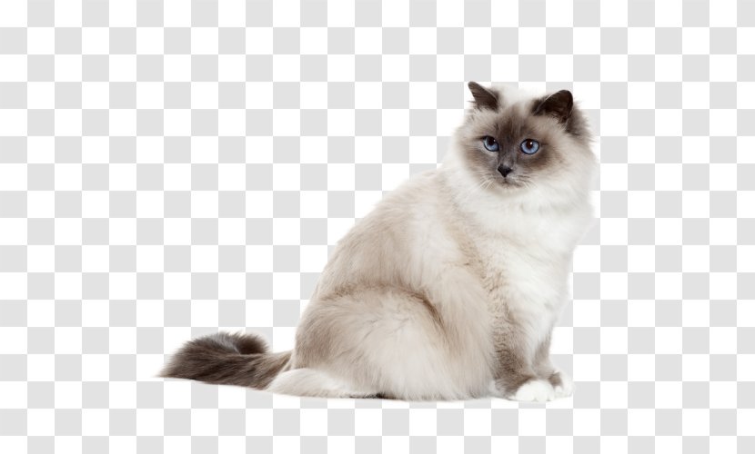 Birman Chartreux Persian Cat British Shorthair Tonkinese - Pet - Kitten Transparent PNG