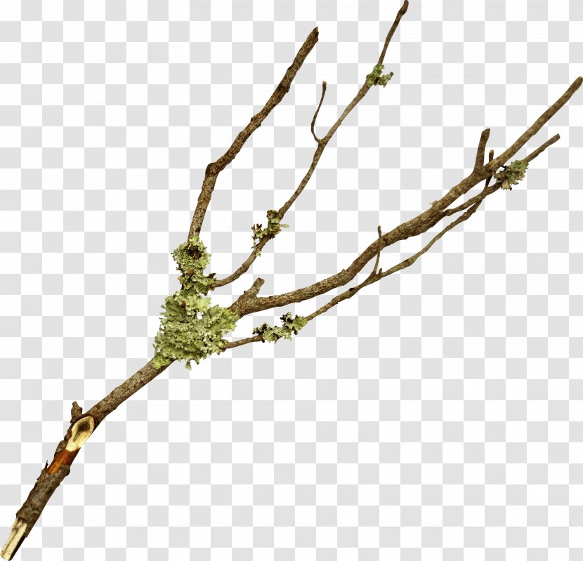 Branch Twig Tree Leaf - Plant Stem - Olive Transparent PNG