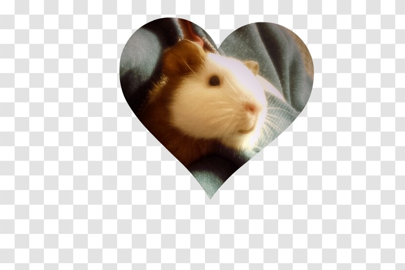 Rat Guinea Pig Whiskers Snout Transparent PNG