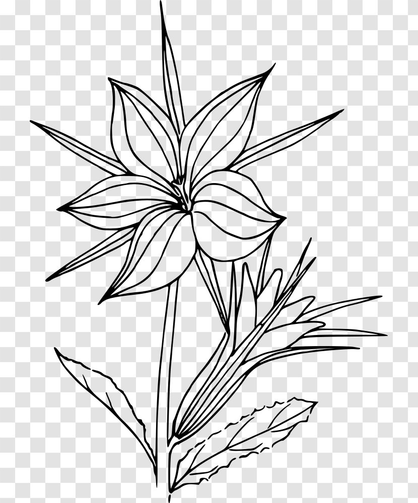 Black And White Flower Line Art Botany Drawing Transparent PNG