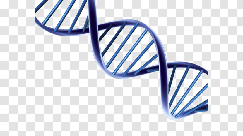 DNA Nucleic Acid Double Helix Clip Art Image - Dna - Backgaund Transparent PNG