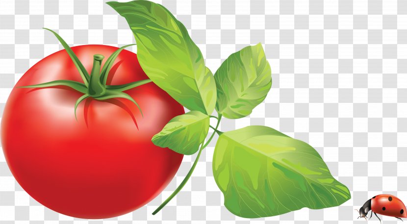 Italian Tomato Pie Cherry Clip Art - Hand-painted Food Photos Transparent PNG