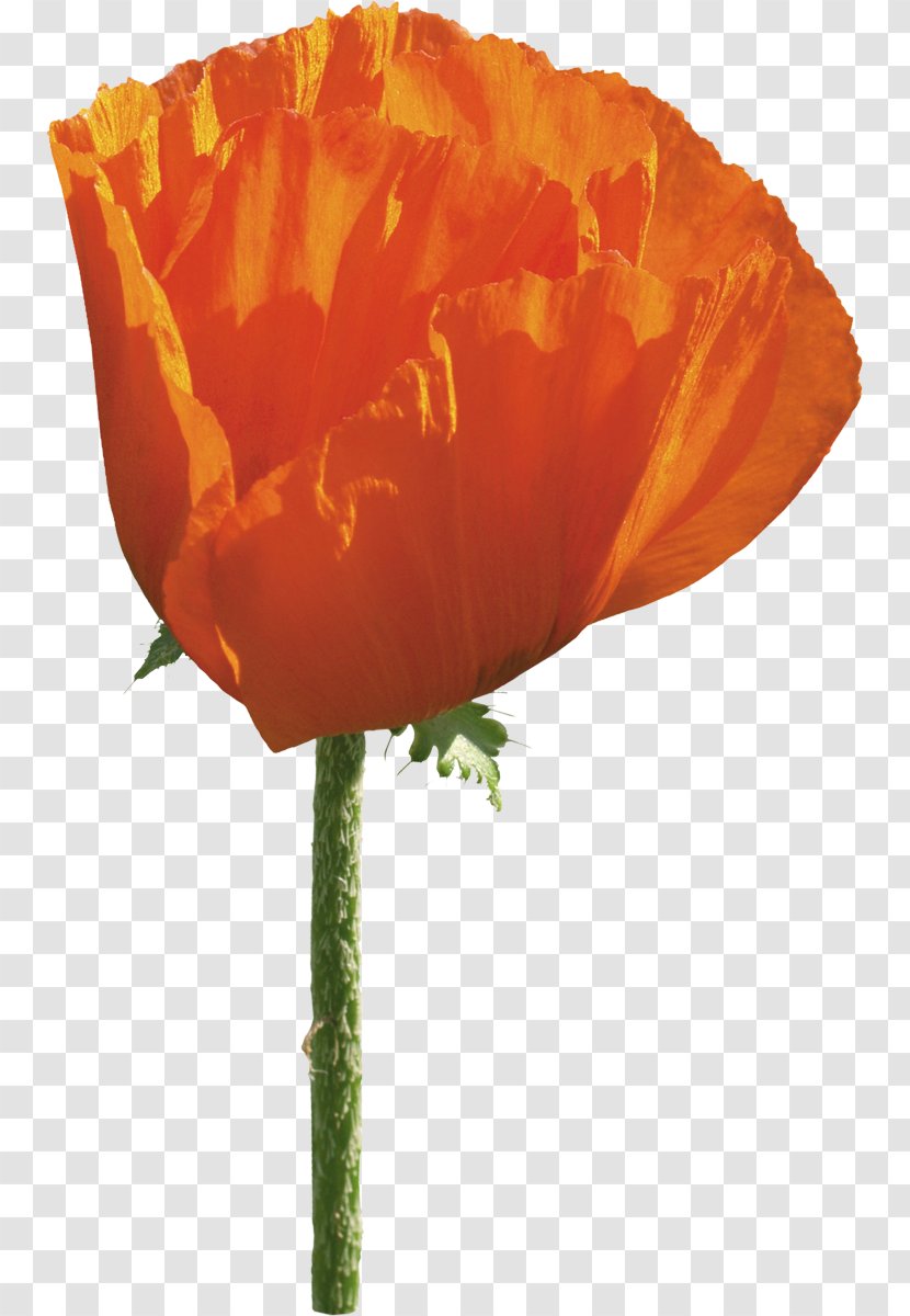 Common Poppy Flower Opium Transparent PNG
