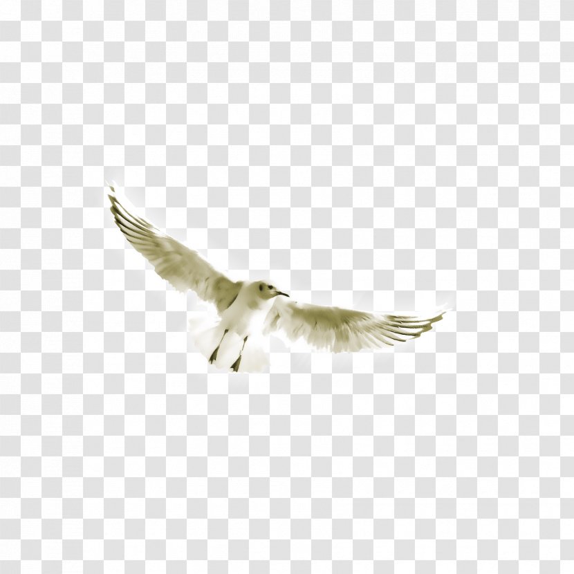 Wing Computer File - White Crane Transparent PNG