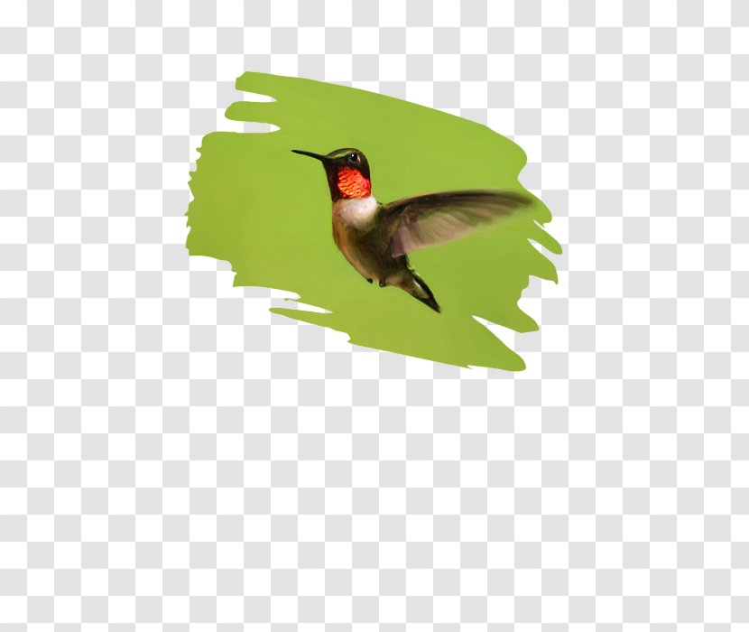 Hummingbird M Fauna Beak - Defender Transparent PNG