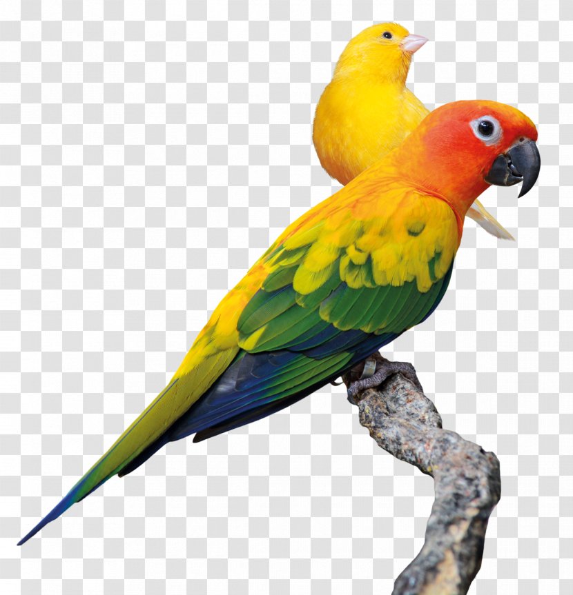 Budgerigar Lovebird Parrot Conure - Parakeet Transparent PNG