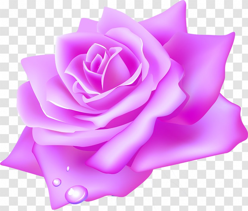 Garden Roses Flower Clip Art - Violet - Lilac Transparent PNG