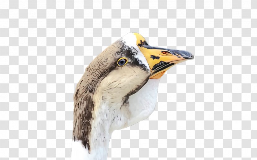 Bird Beak Animal Figure - Watercolor Transparent PNG