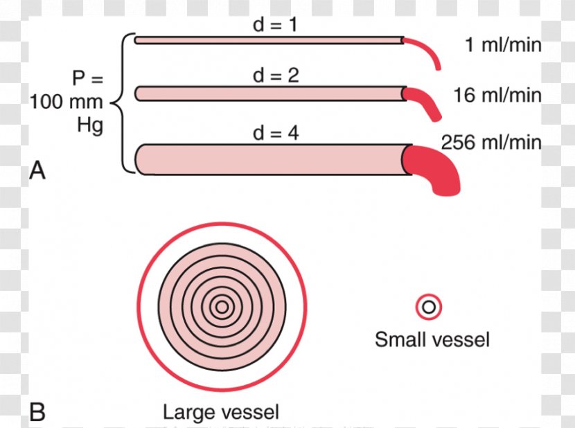 Hagen–Poiseuille Equation Ohm's Law Physiology Statute Blood Vessel - Flower Transparent PNG