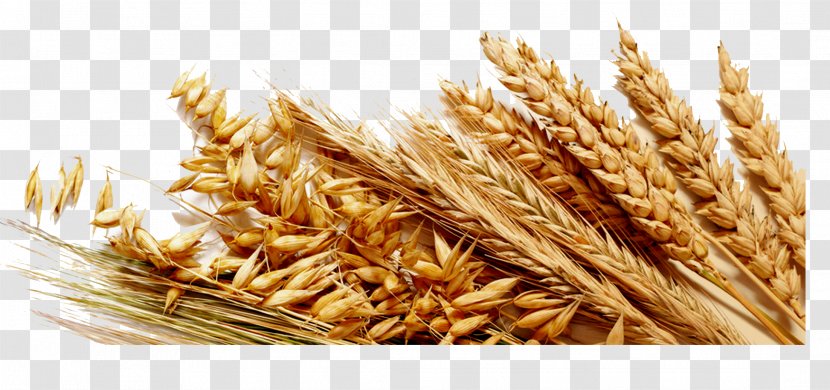 Common Wheat Cereal Ingredient Gluten Bread - Oat Transparent PNG