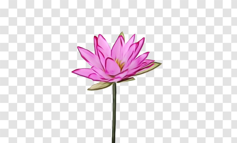Lotus - Wet Ink - Water Lily Plant Transparent PNG