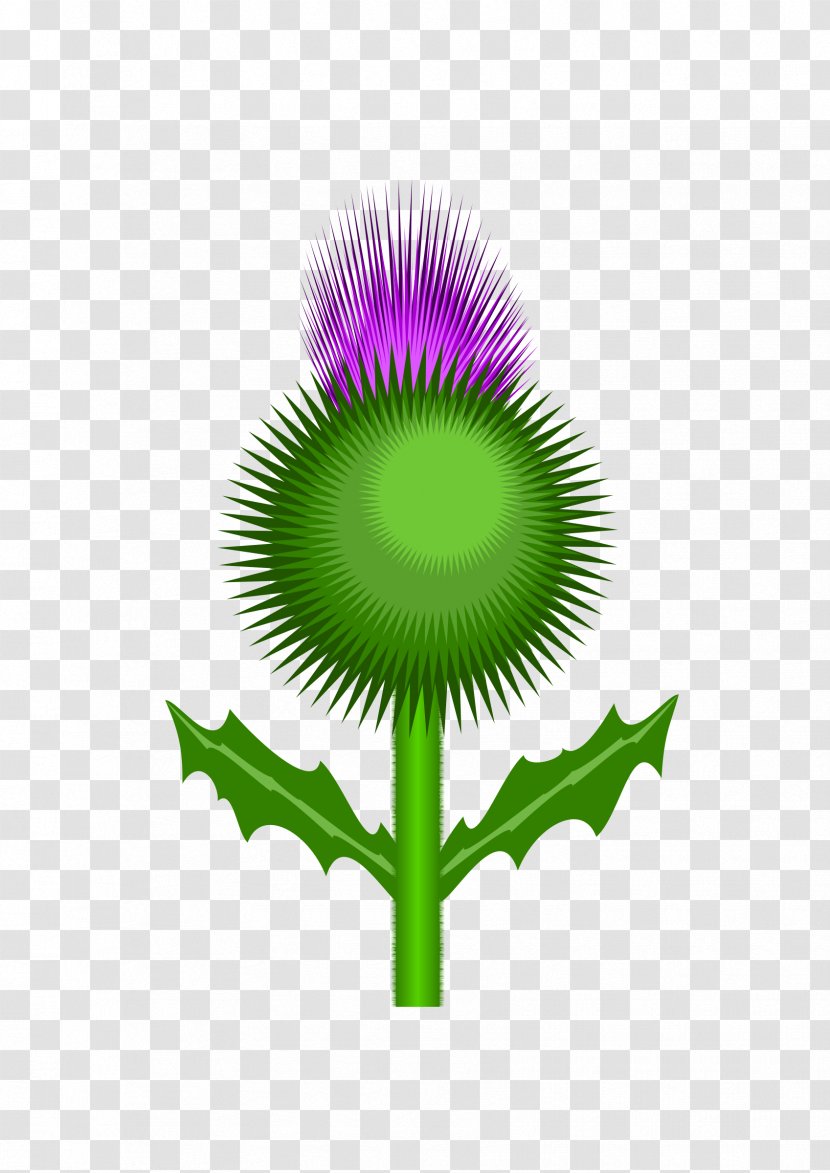 Scotland Thistle Clip Art - Plant Stem - Celtic Transparent PNG