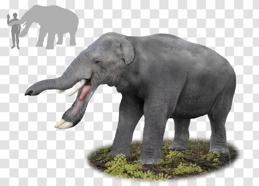 Platybelodon Gomphotherium Miocene Elephant Palaeomastodon - Household Size Transparent PNG