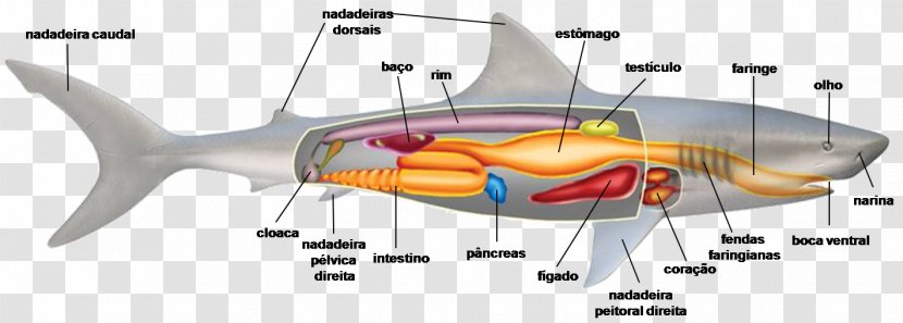 Bony Fishes Shark Cartilaginous Cartilage - Cartoon - Fish Transparent PNG