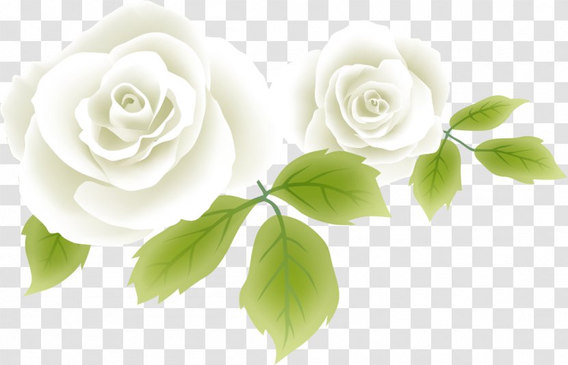 Garden Roses Cabbage Rose Flower White Transparent PNG