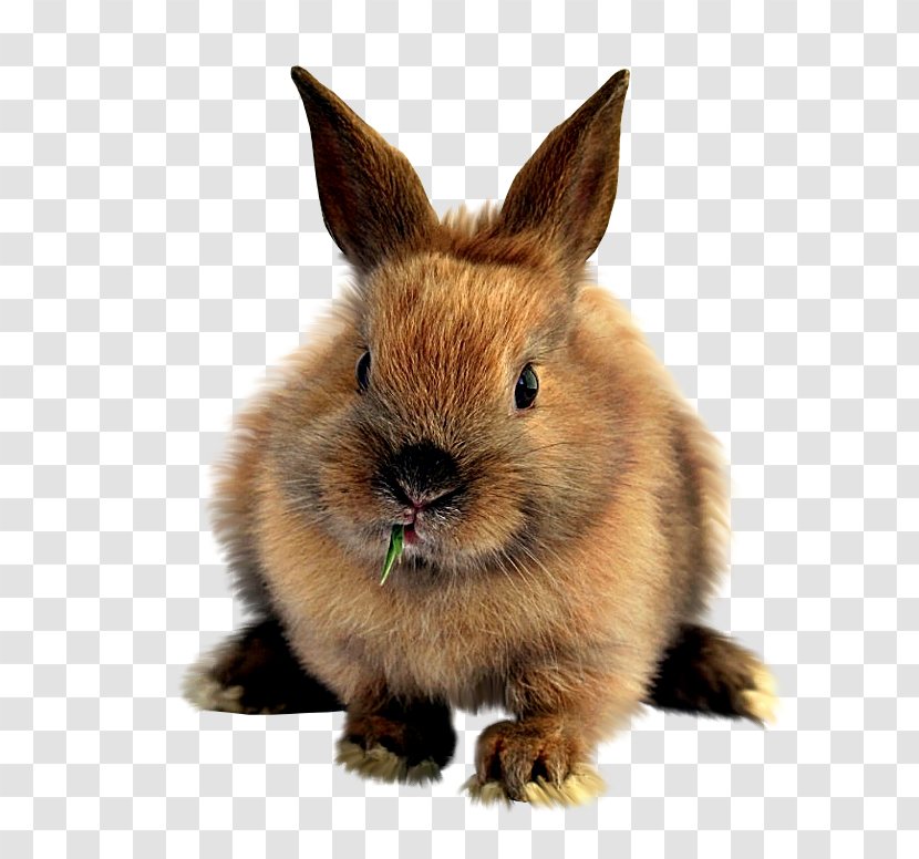 Easter Bunny Domestic Rabbit Mountain Hare - Snout Transparent PNG