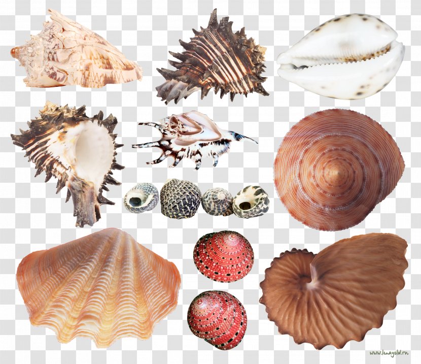 Cockle Seashell Conchology Sea Snail Mussel - Nautilida - Die Mubarakreligion Transparent PNG